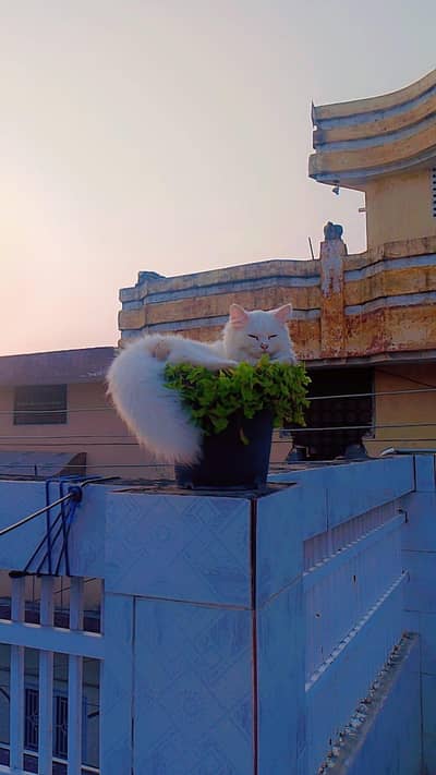 MALE CAT