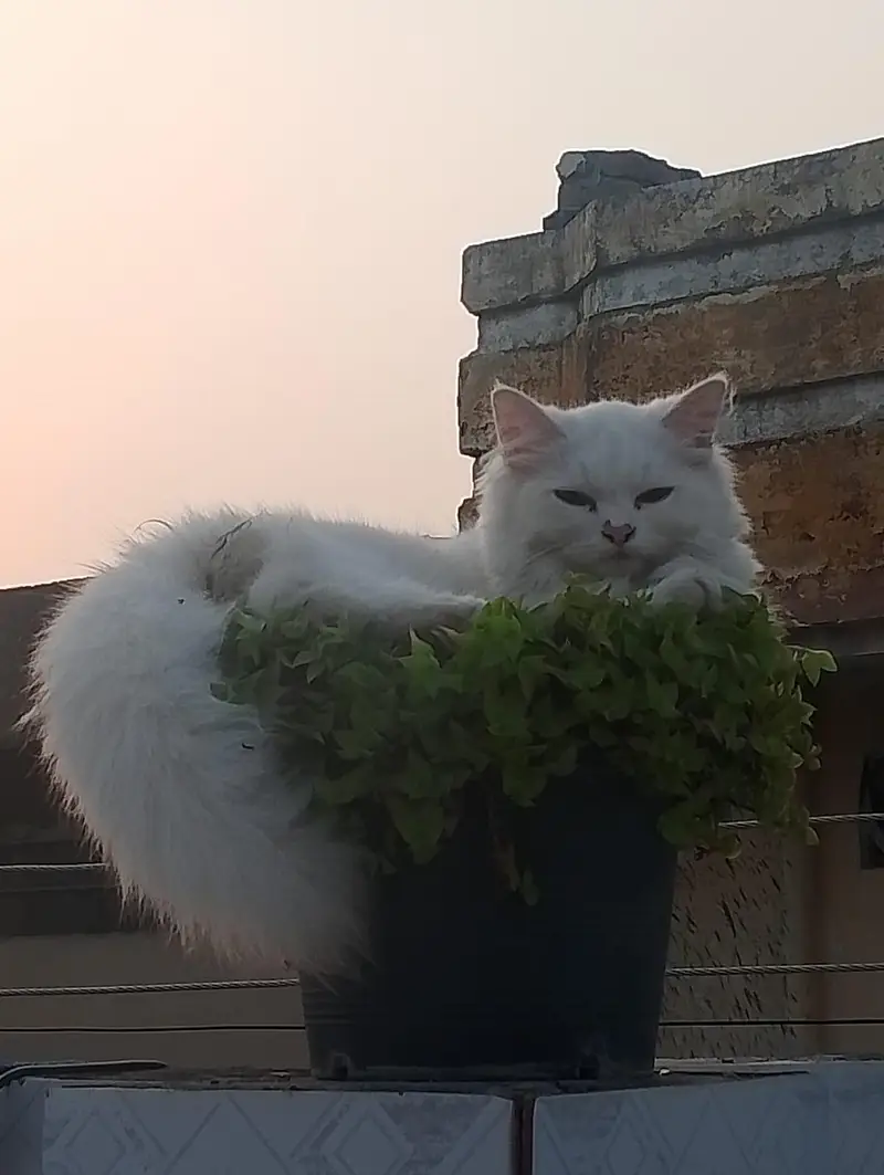 MALE CAT — photo 2