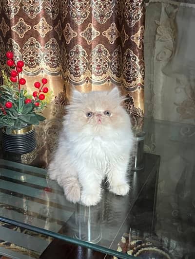 Peki Face Kitten
