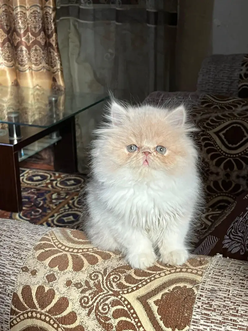 Peki Face Kitten — photo 2