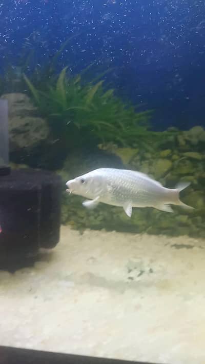 White Koi