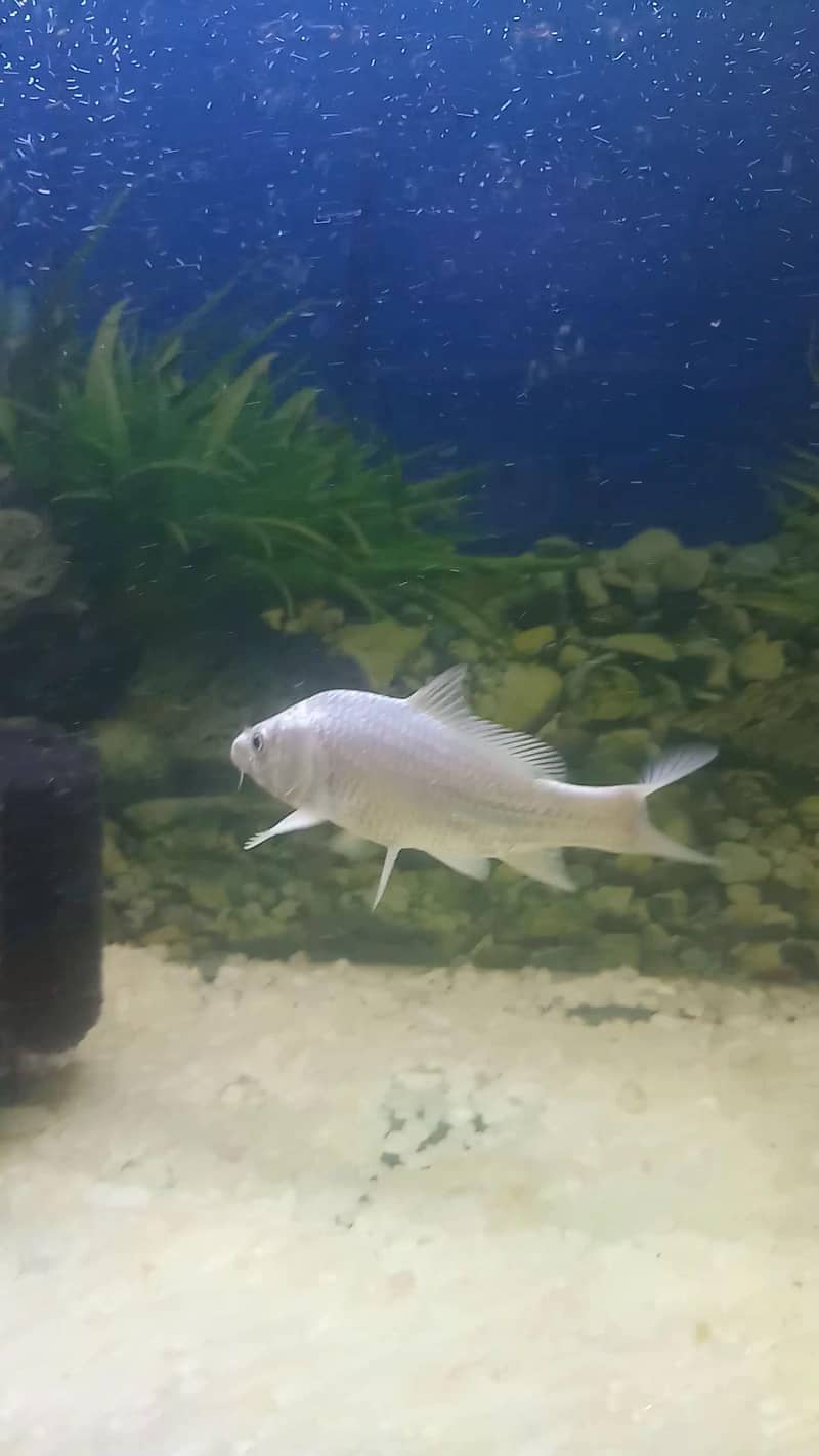 White Koi 1