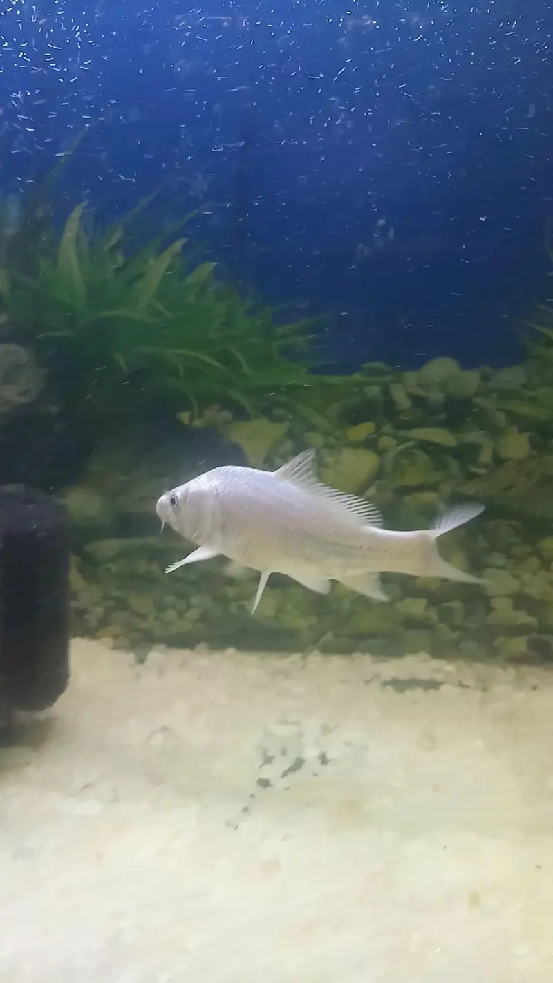 White Koi — photo 2