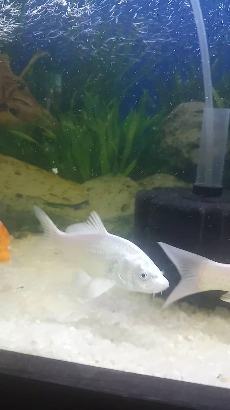 White Koi 2