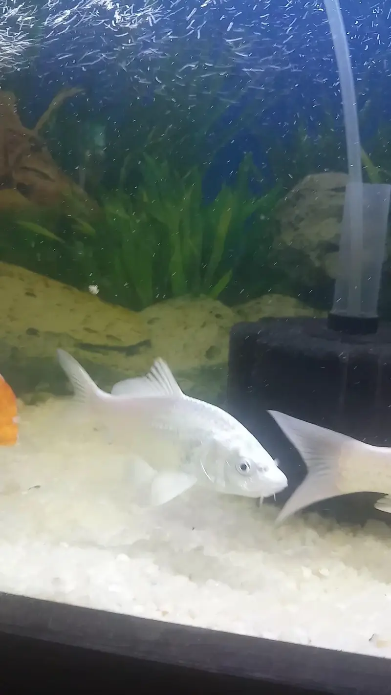 White Koi — photo 3