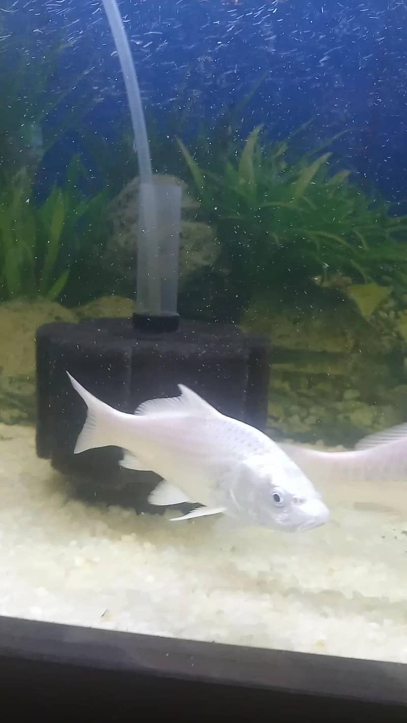 White Koi 3