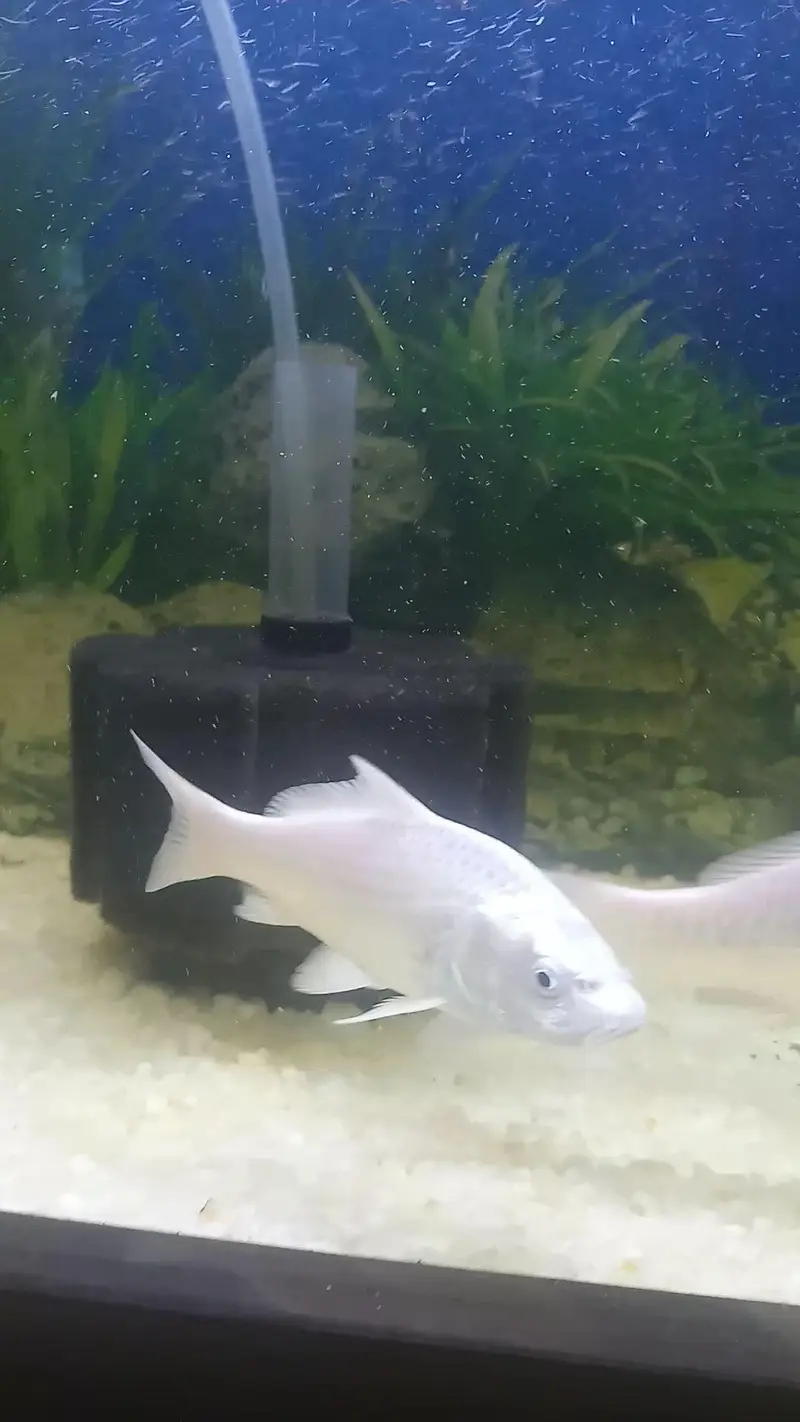 White Koi — photo 4