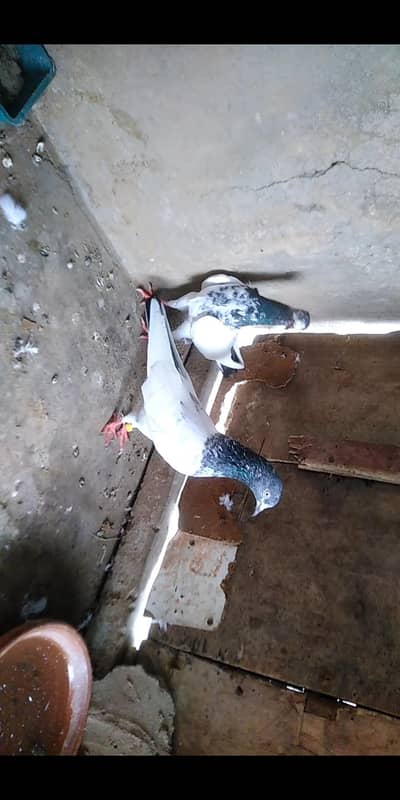 teddy breeder pair available