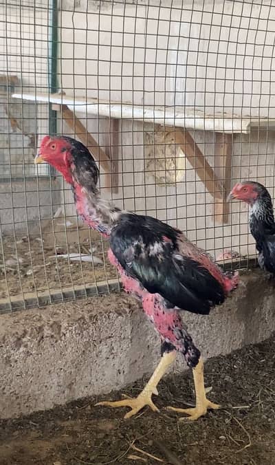 Aseel sindhi male