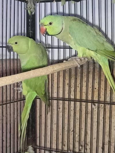 pair for sale