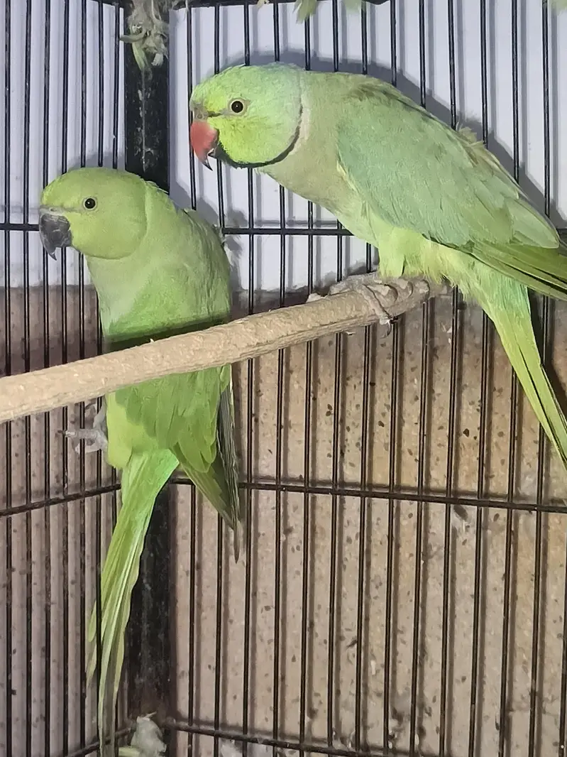 pair for sale — photo 2