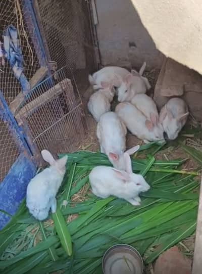 Rabit white color red eyes breeder pairs