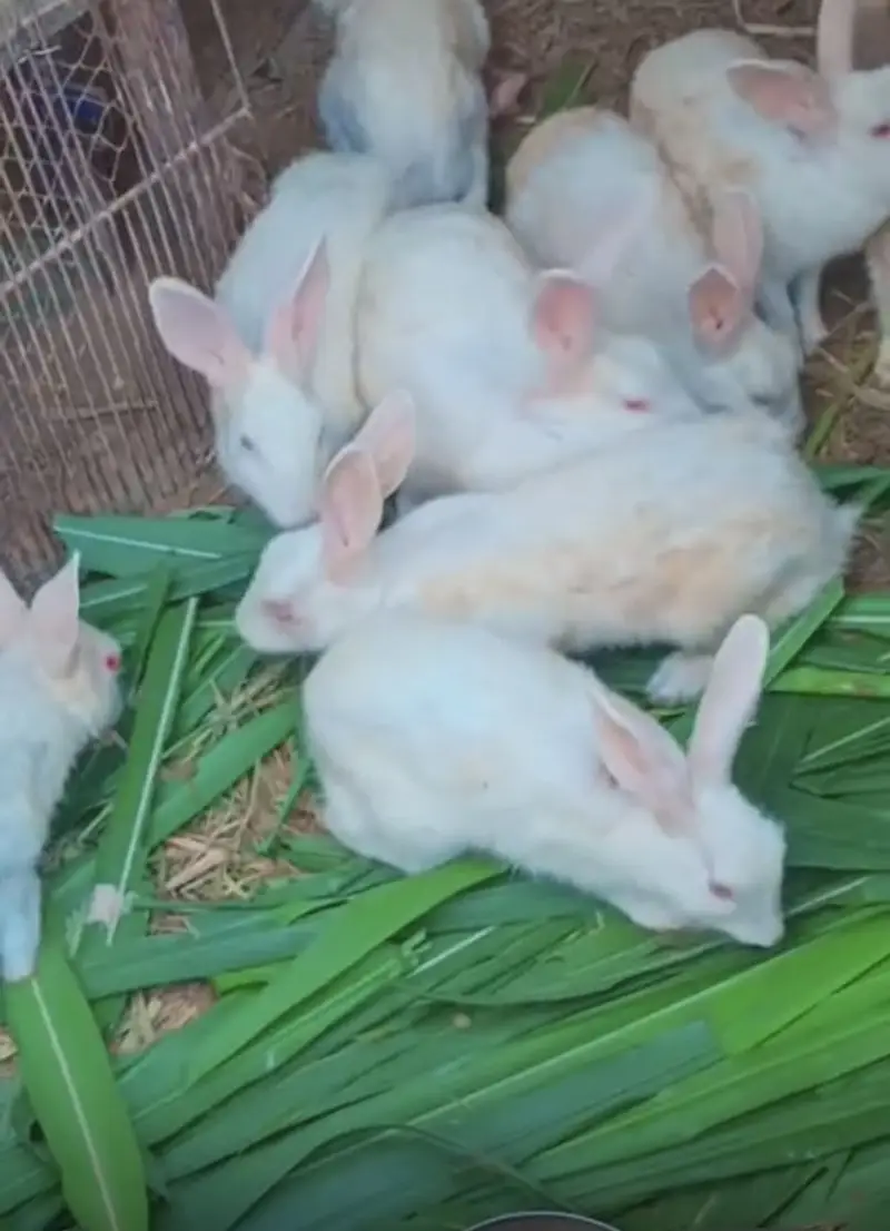 Rabit white color red eyes breeder pairs — photo 2