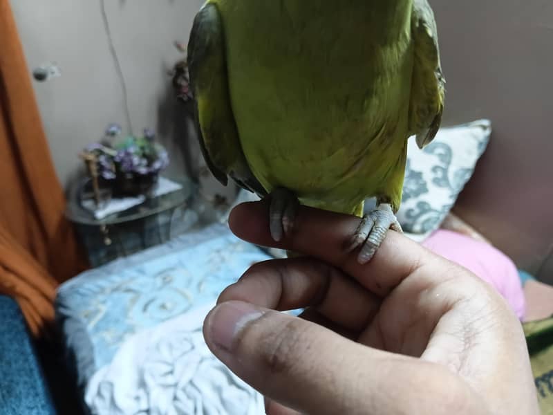 ringnack 1