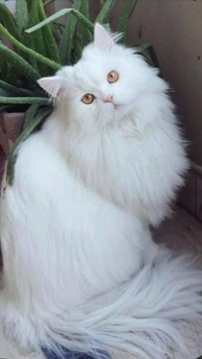 Persian cat 1