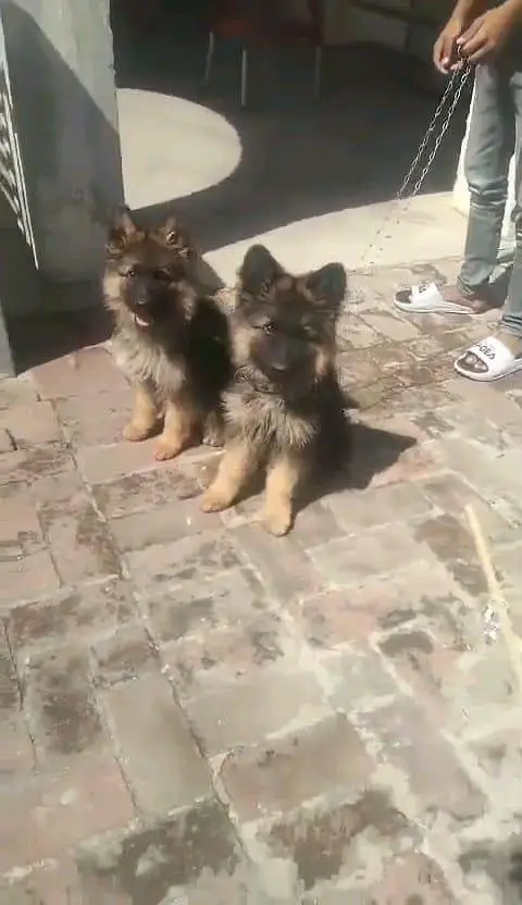 German shepherd puppies contact WhatsApmy WhatsAp o/3/1/5/4/o/3/3/2/17 — photo 2