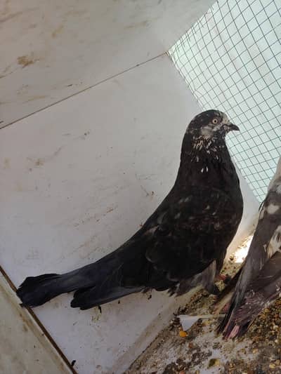 Black batera male for sale.