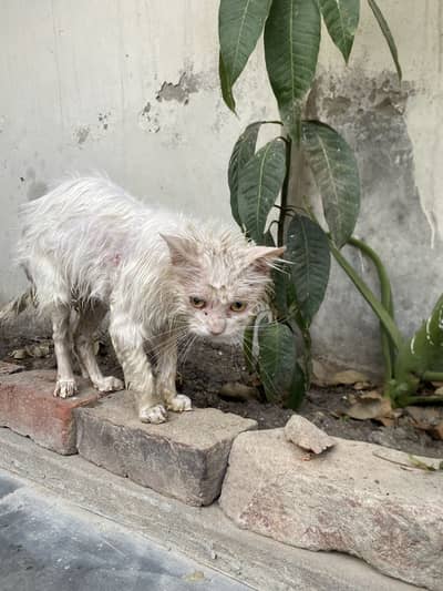 Persian cat
