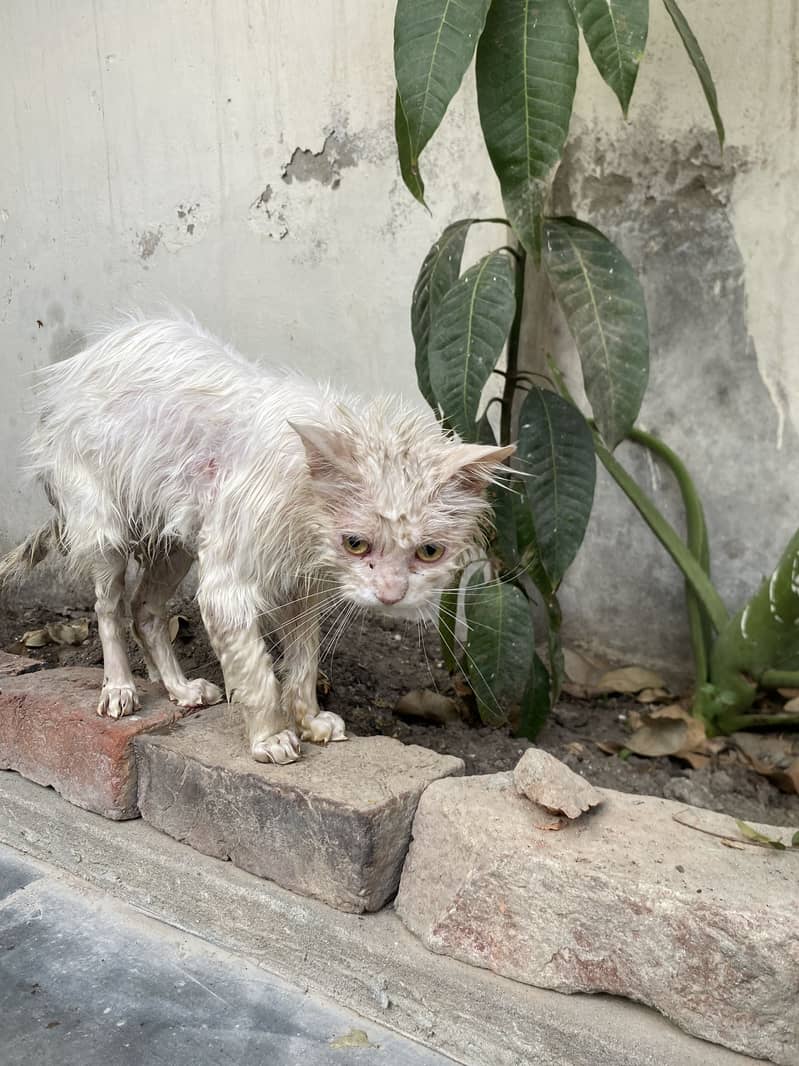 Persian cat 0