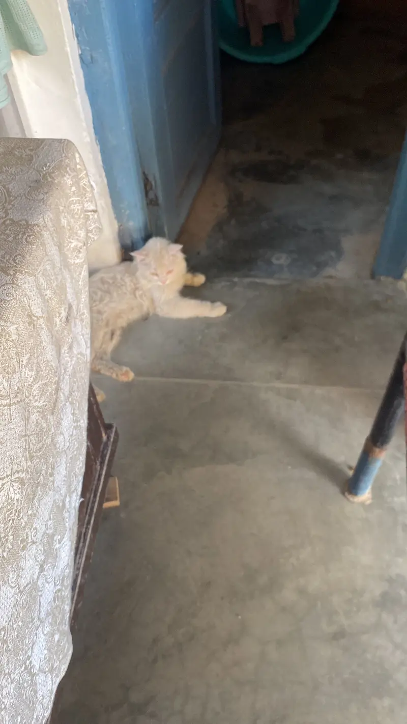 Persian cat — photo 2