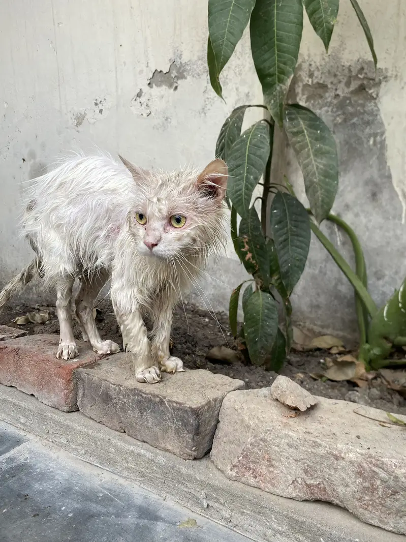 Persian cat — photo 3