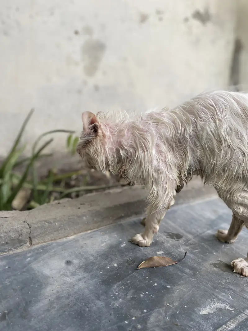 Persian cat — photo 4