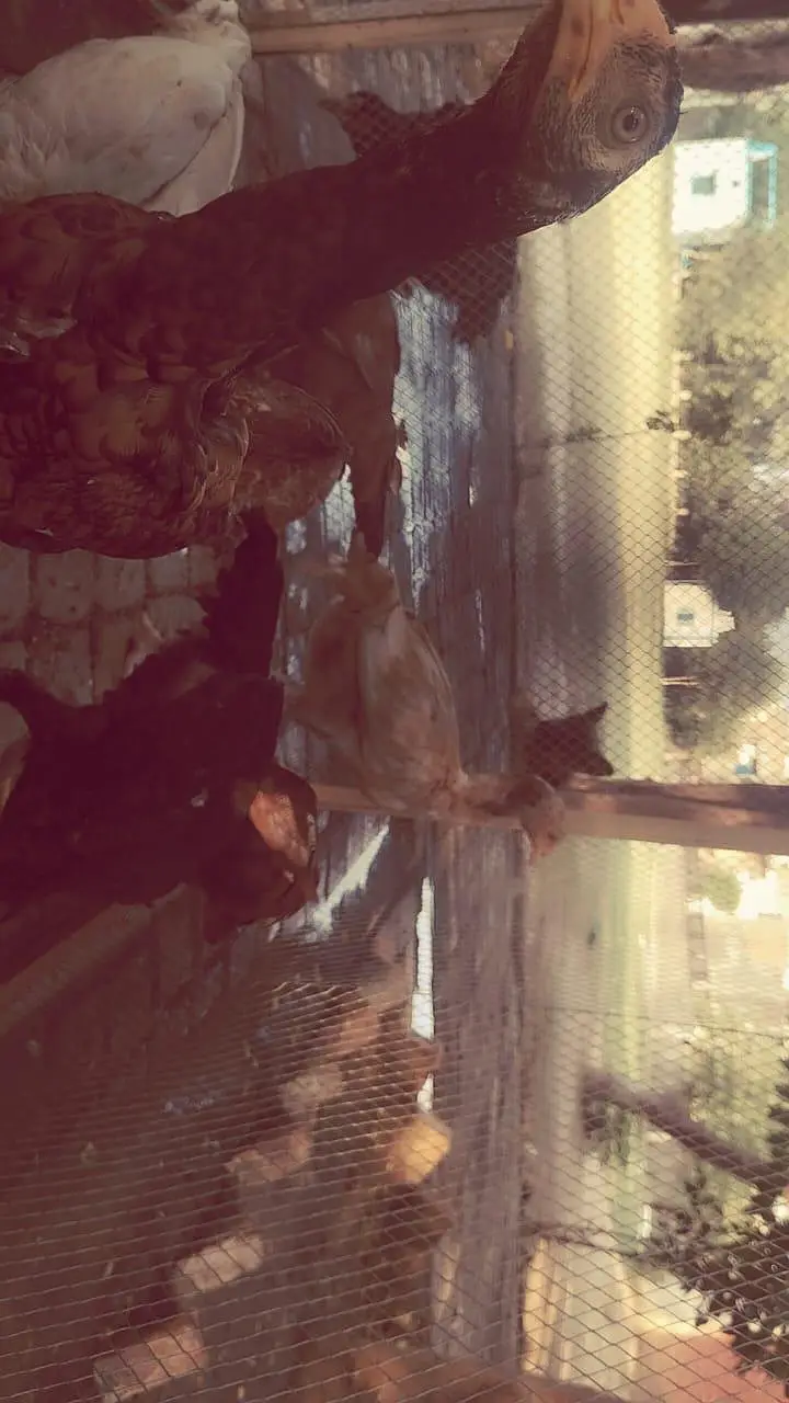 Aseel pathe aur pathiya — photo 2