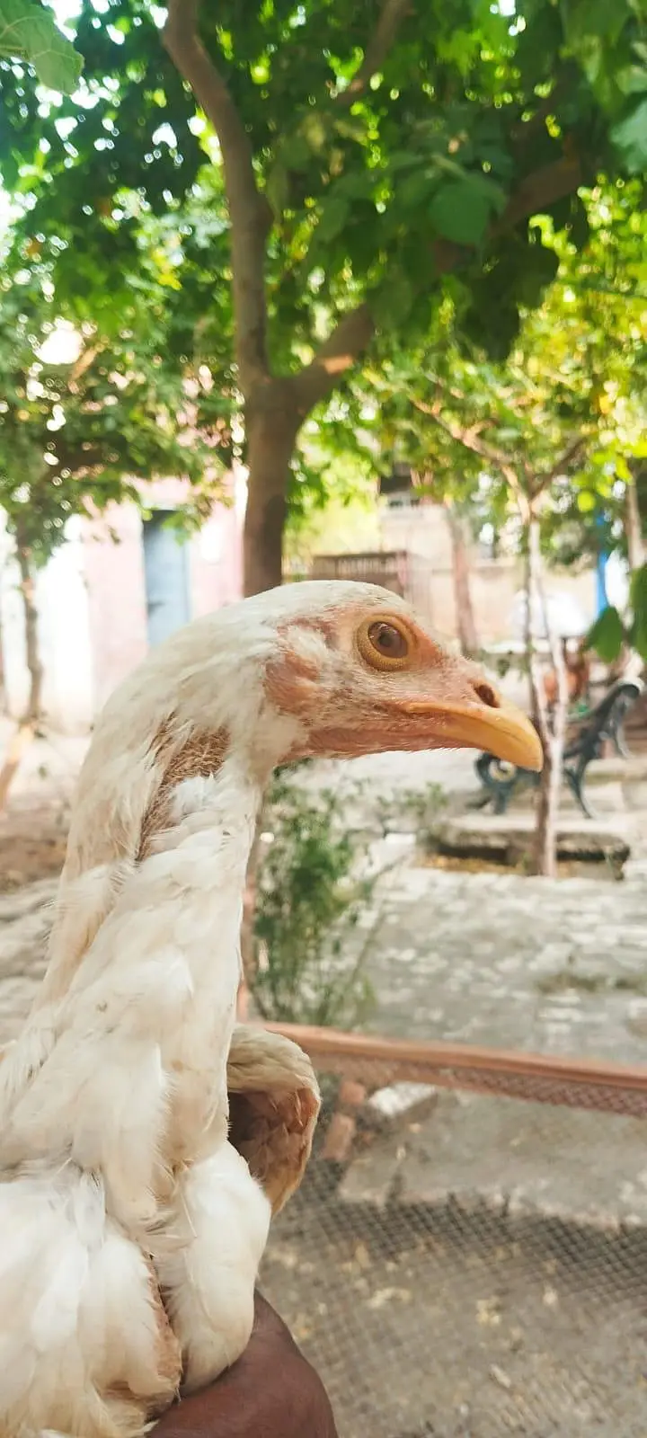 Aseel pathe aur pathiya — photo 3