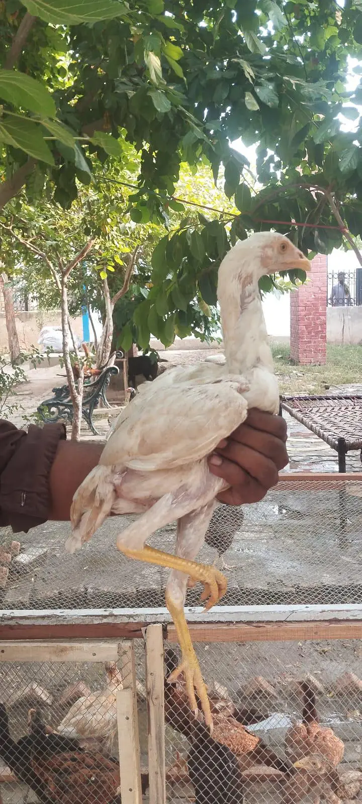 Aseel pathe aur pathiya — photo 4