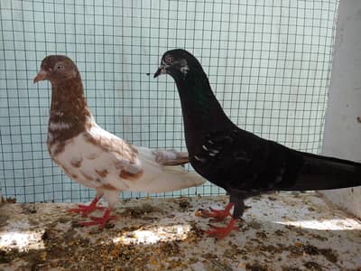 Male femal kabli for sale.