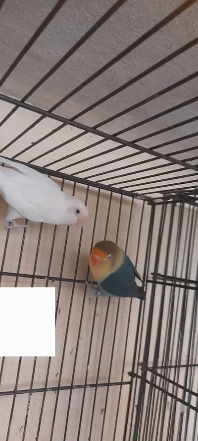sirf bird shoqeen ky liye brder pair for sale chowk kumharan wala