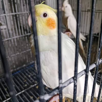 cocktail male