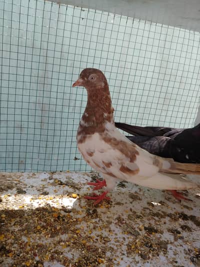 lakhi femal for sale