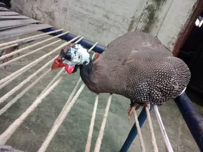 chakor for sale