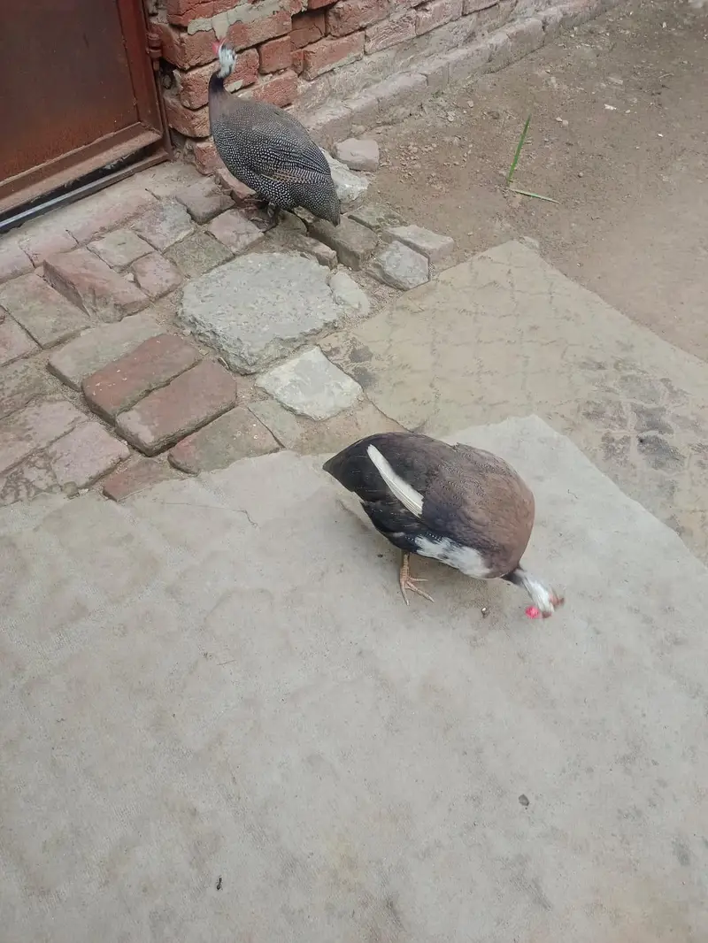 chakor for sale — photo 2