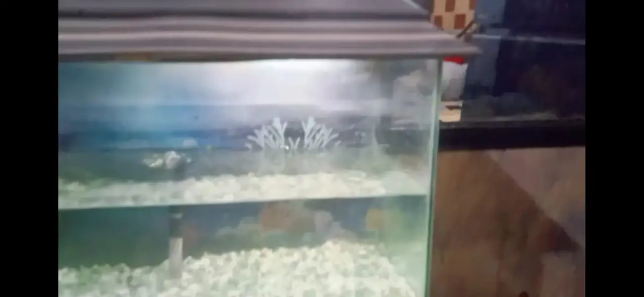 Aquarium — photo 10