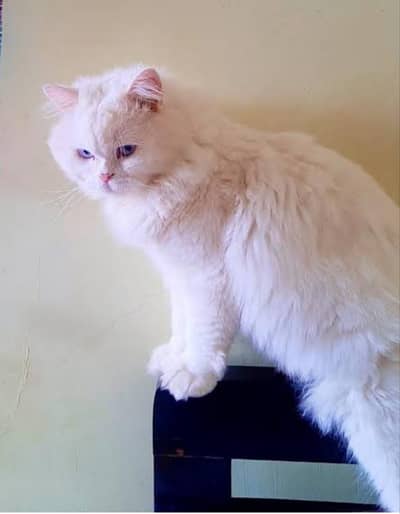 Pure white Persion Cat for sale with her accessories