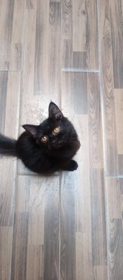 persian  double coat rare  colour black one time vaccine done 2nd left