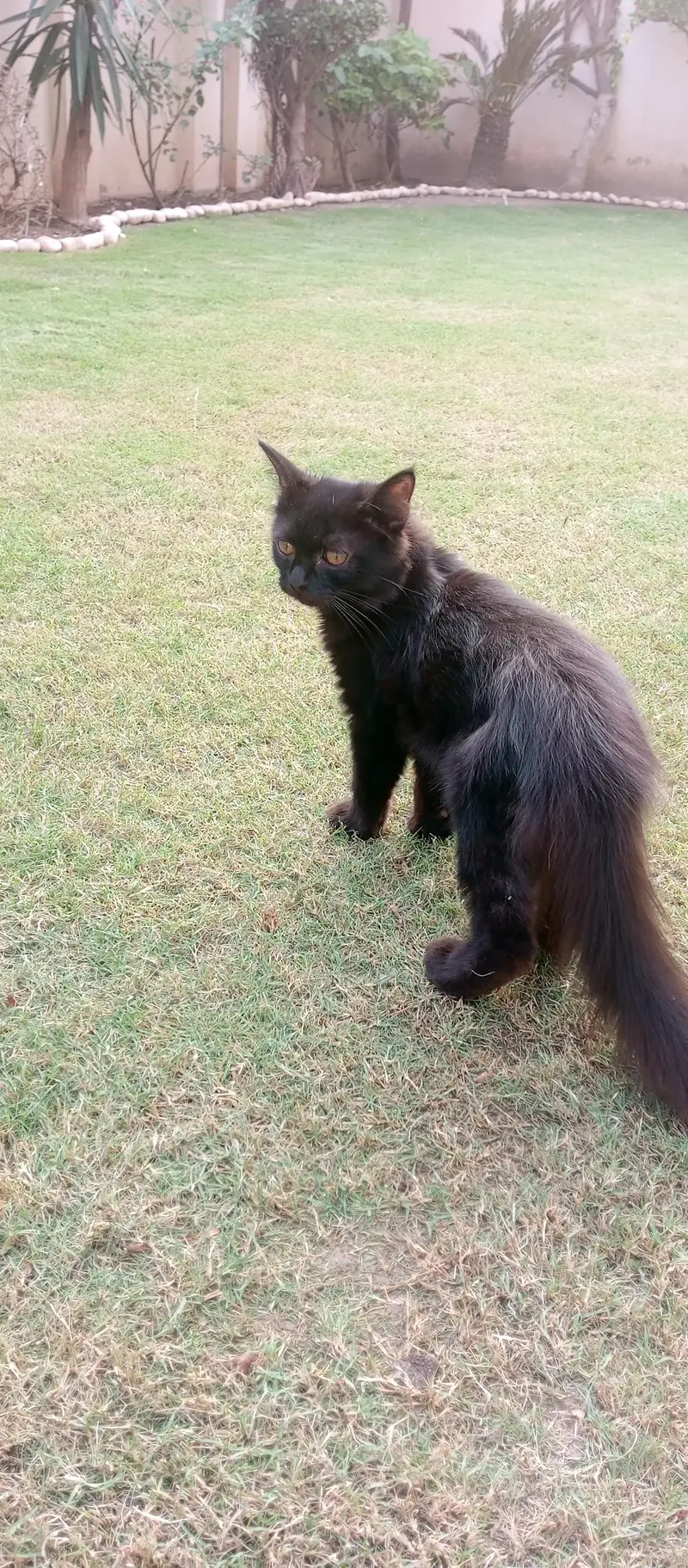 persian  double coat rare  colour black one time vaccine done 2nd left — photo 2