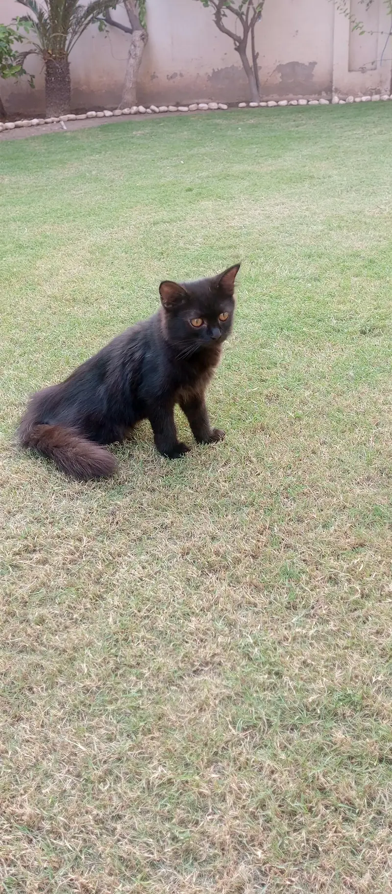 persian  double coat rare  colour black one time vaccine done 2nd left — photo 3