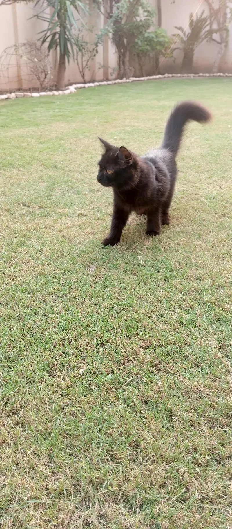 persian  double coat rare  colour black one time vaccine done 2nd left — photo 4