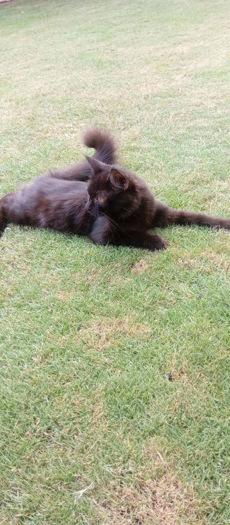 persian  double coat rare  colour black one time vaccine done 2nd left — photo 5