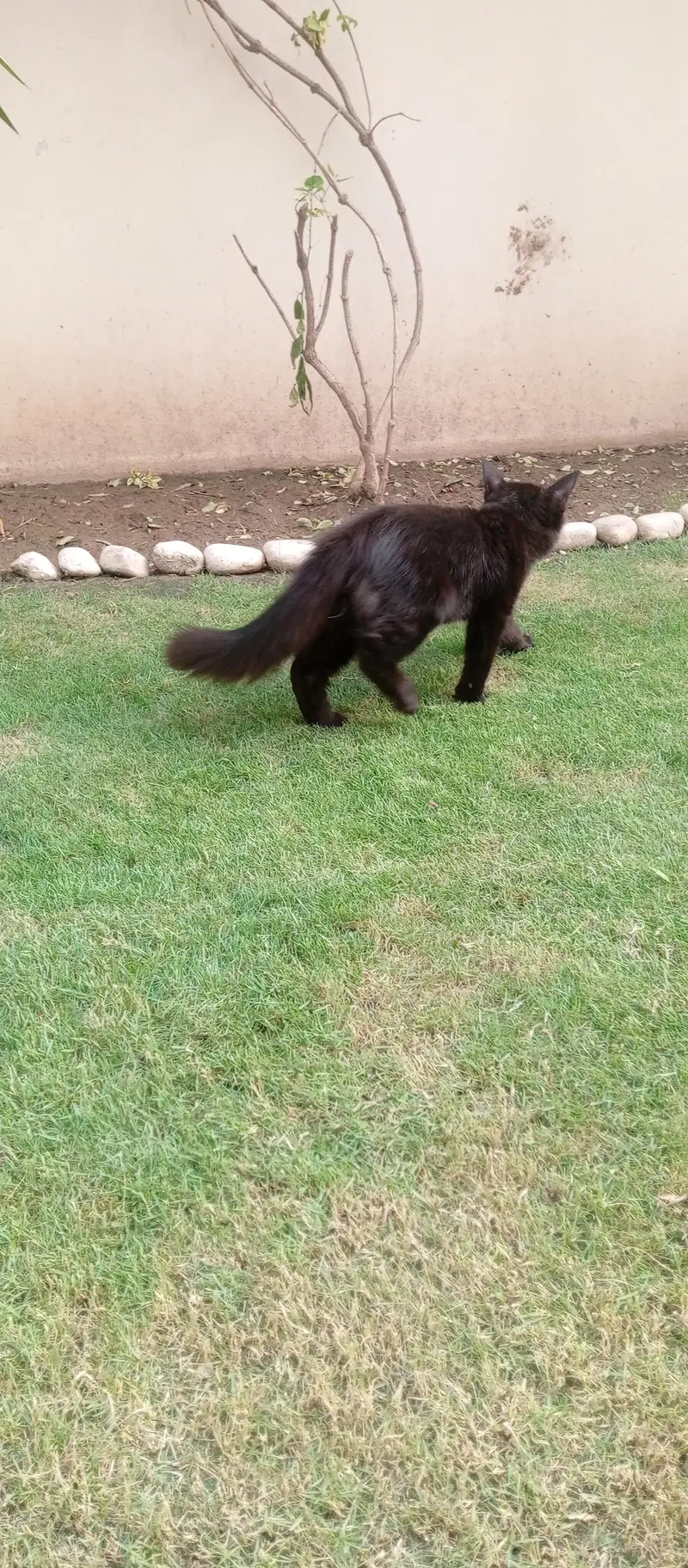 persian  double coat rare  colour black one time vaccine done 2nd left — photo 6