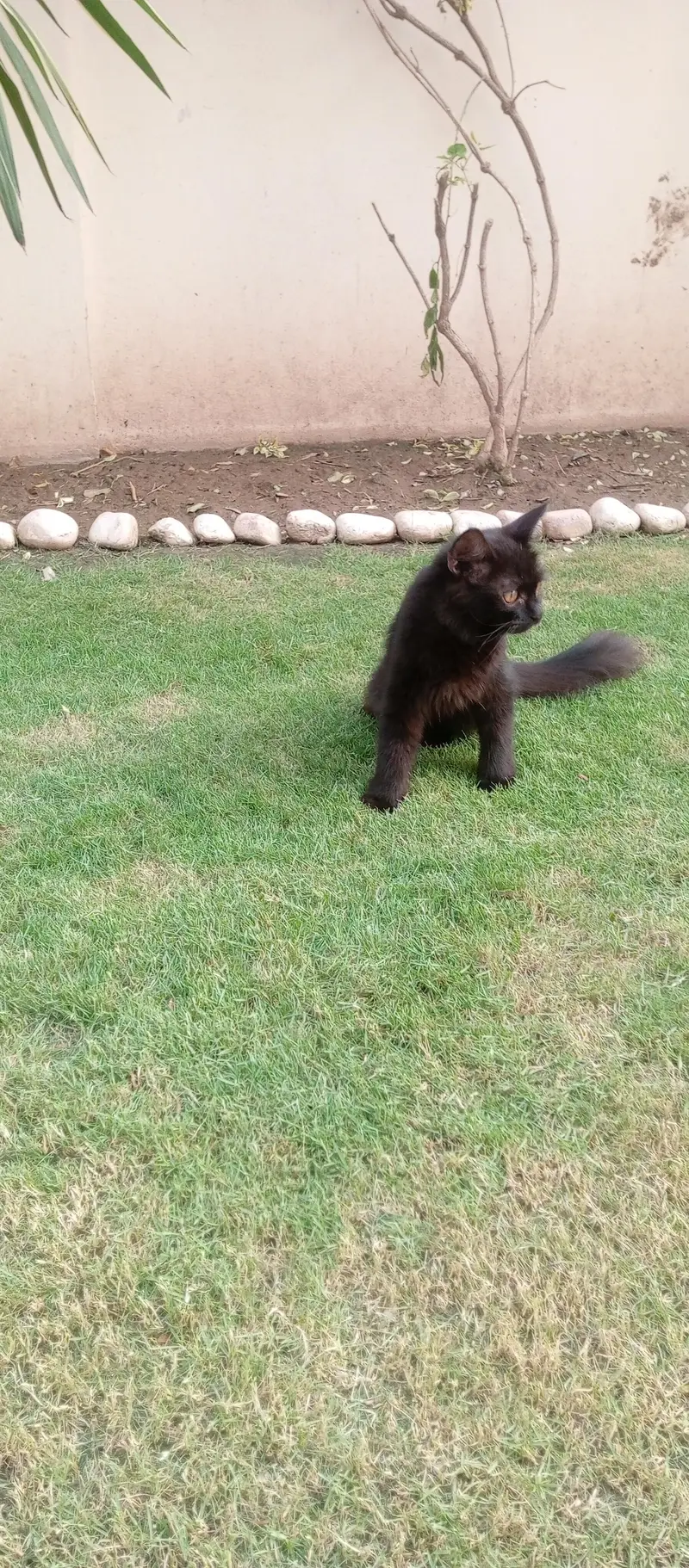 persian  double coat rare  colour black one time vaccine done 2nd left — photo 7