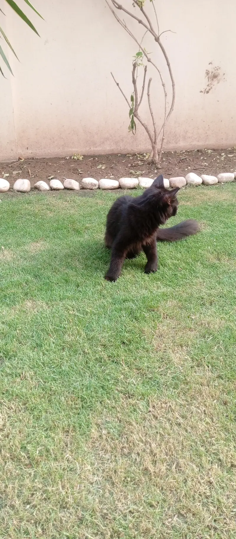 persian  double coat rare  colour black one time vaccine done 2nd left — photo 8