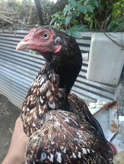 Aseel quality hen