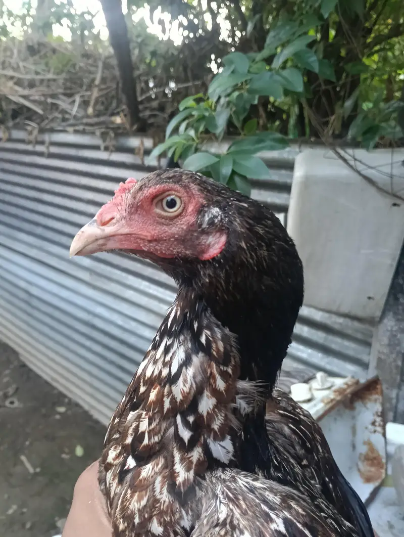 Aseel quality hen — photo 2