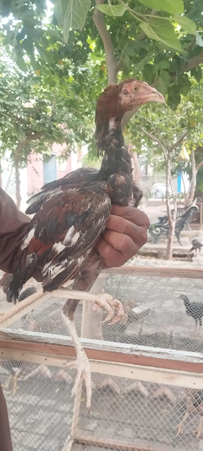 Aseel pathye aur pathiya — photo 9