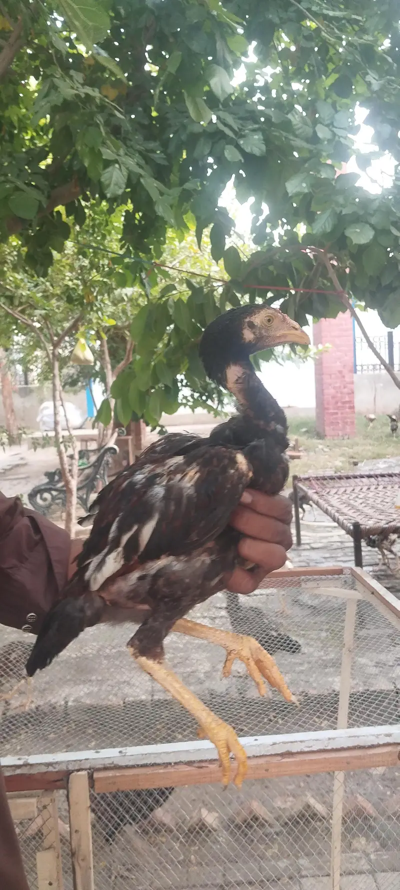 Aseel pathye aur pathiya — photo 10