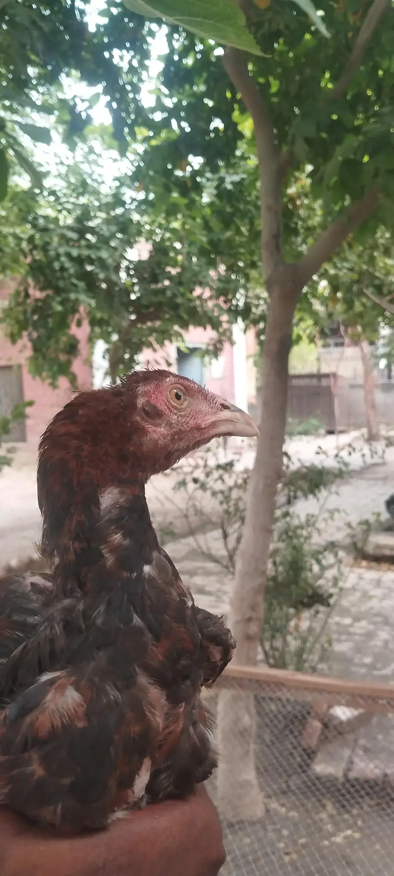 Aseel pathye aur pathiya — photo 11